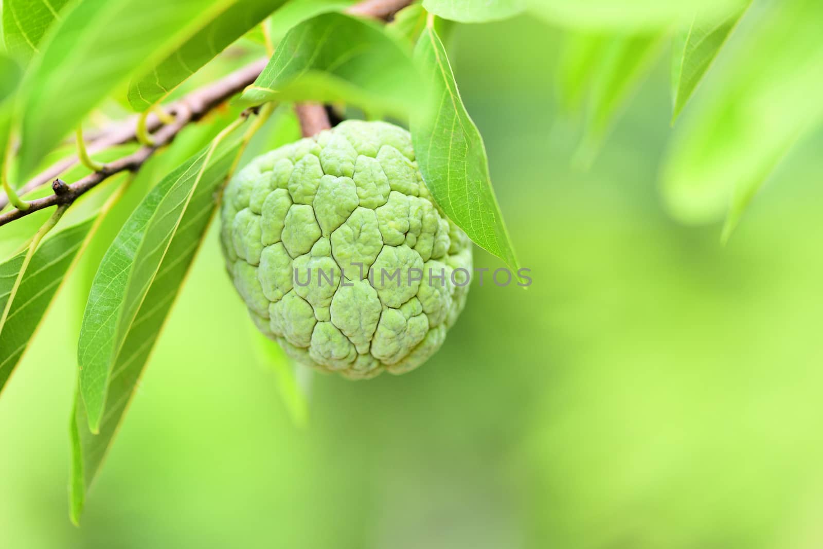 Fresh sugar apple on tree in the garden tropical fruit custard apple on nature green background / Annona sweetsop