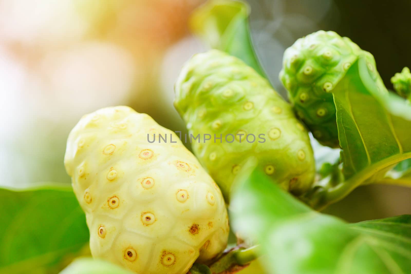 noni fruit on the noni tree in the nature green background / fresh ripe and raw noni , Great morinda (Noni) or Morinda citrifolia