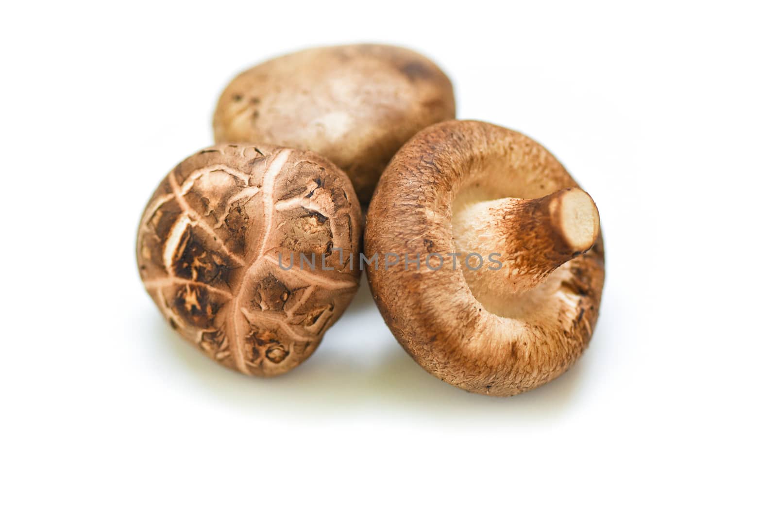 Fresh mushrooms isolated on white background / Shiitake mushrooms