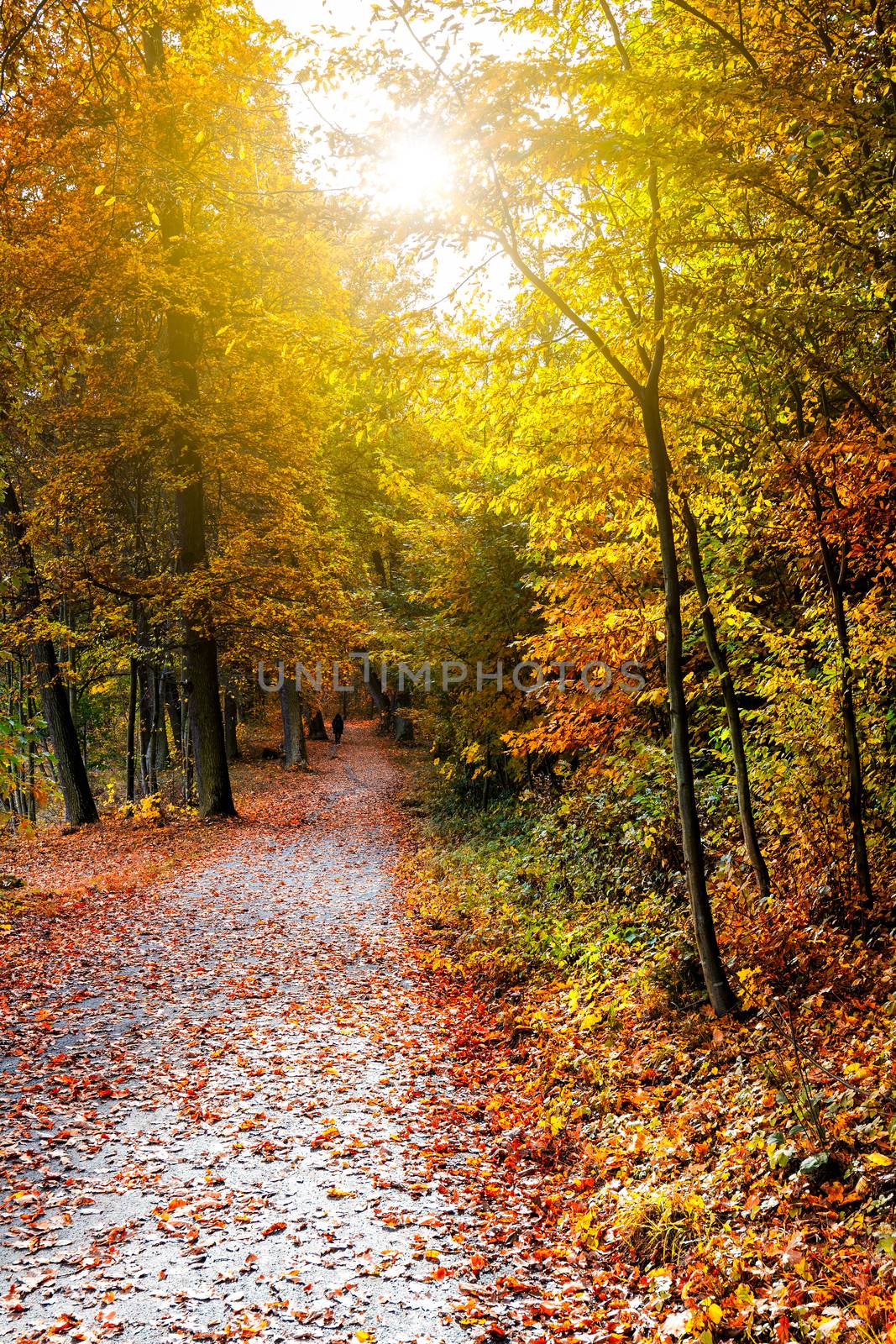 Pathway through the autumn forest with sunbeams