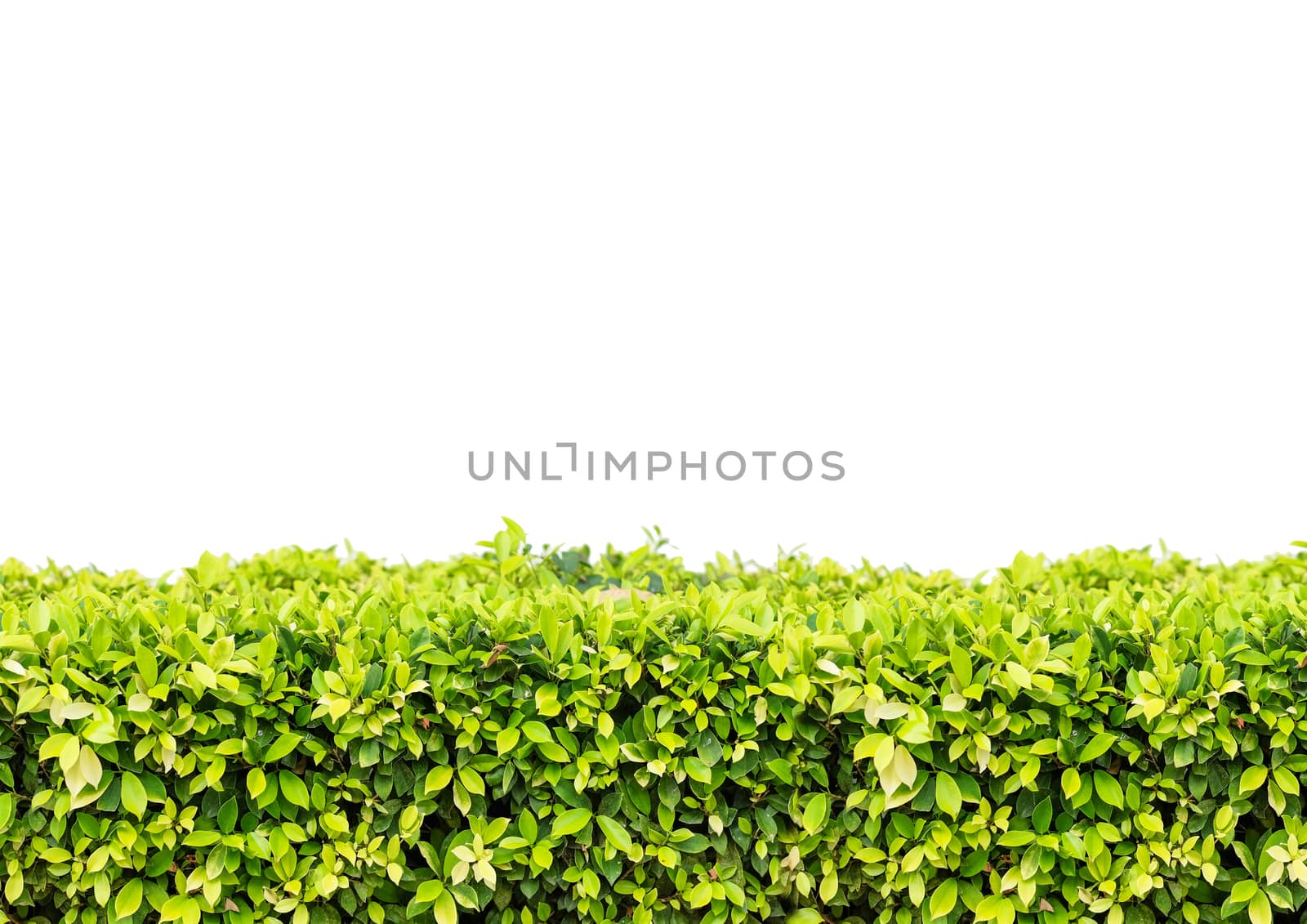 Natural green leaf wall and White background with clipping path by Surasak
