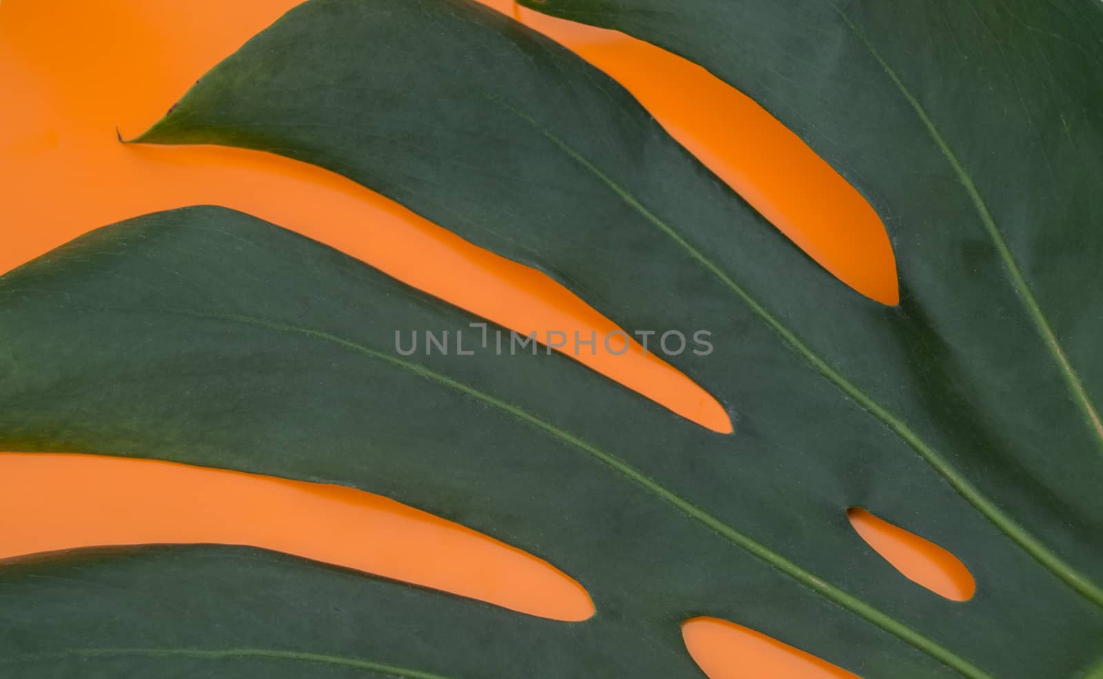 Close-up of tropical monstera leaves on an orange background. Flat styling design by claire_lucia