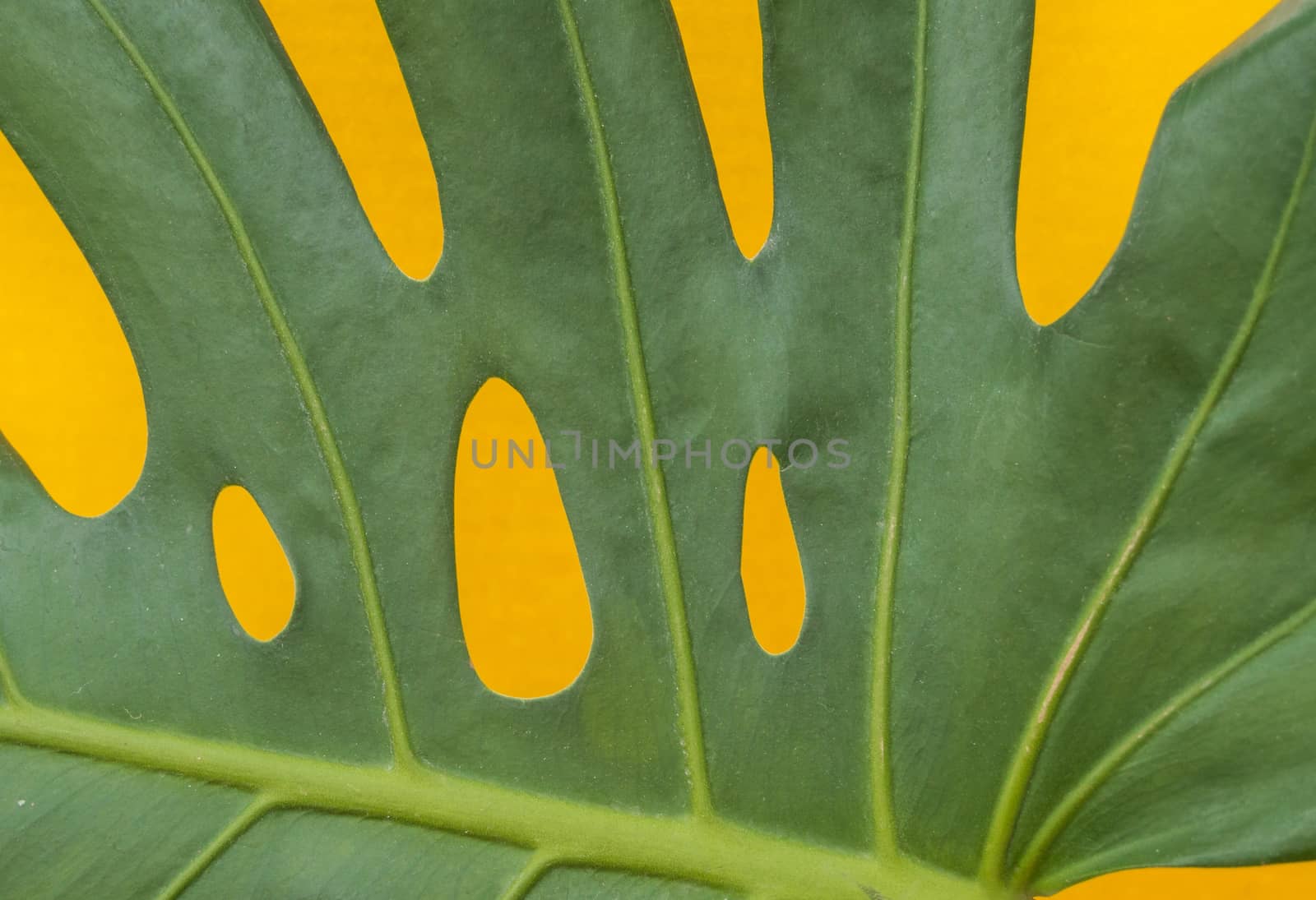 Close-up of tropical monstera leaves on a yellow background. The view from the top.