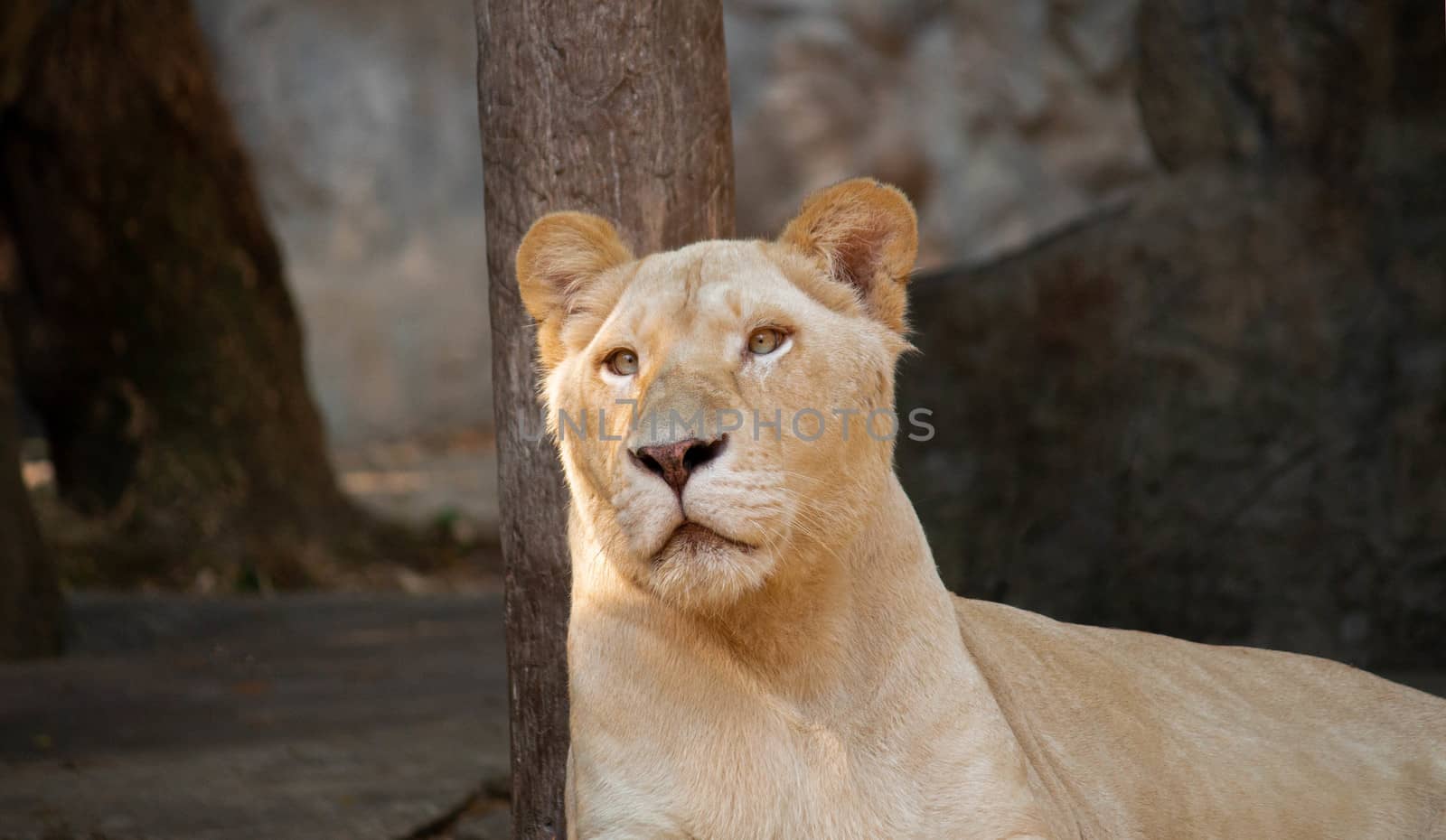 A beautiful female white lion lying on a wooden platform and looking strongly with her blue eyes in the forest.