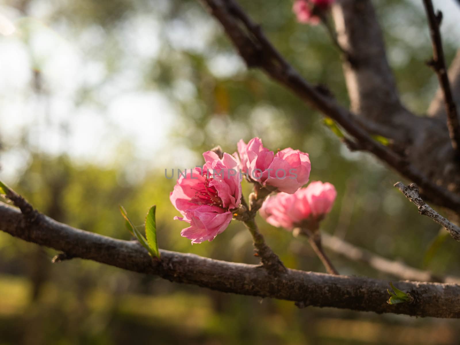 Pink peach blossom on branch in the park.