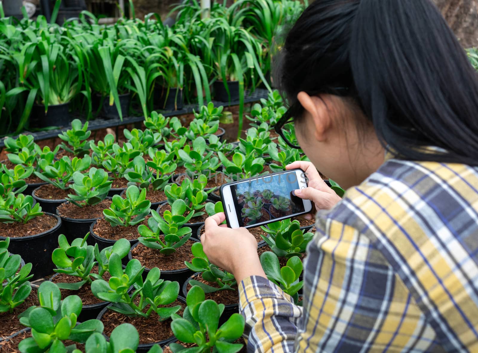 Farmer photographing seedling plants in greenhouse, using mobile phone. Technology with agriculture concept. by TEERASAK