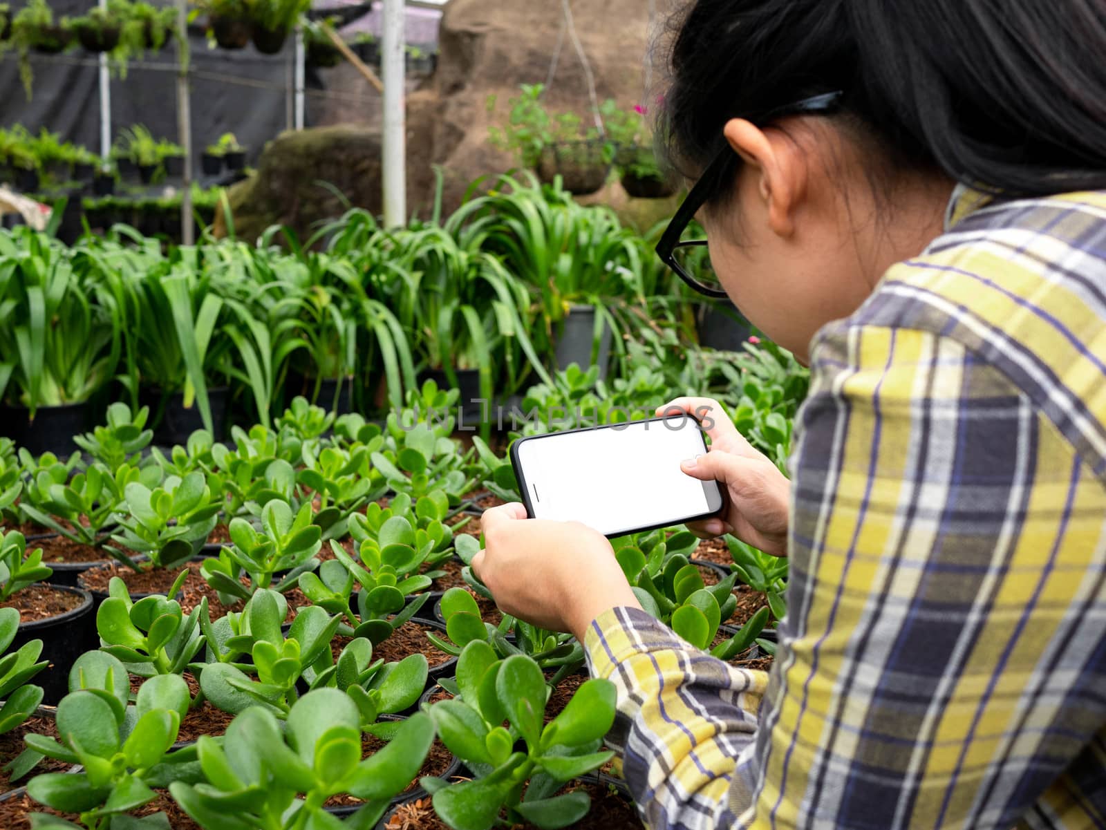 Farmer photographing seedling plants in greenhouse, using mobileFarmer photographing seedling plants in greenhouse, using mobile phone. Technology with agriculture concept. by TEERASAK