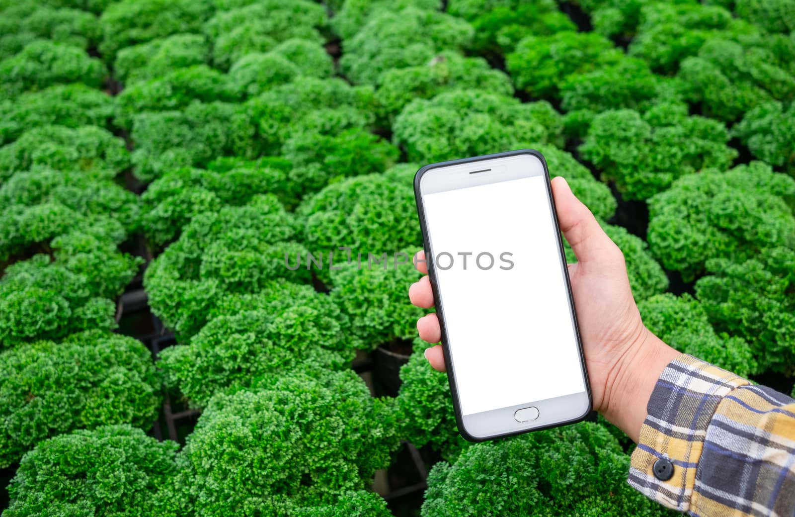 Farmer photographing seedling plants in greenhouse, using mobile phone. Technology with agriculture concept.