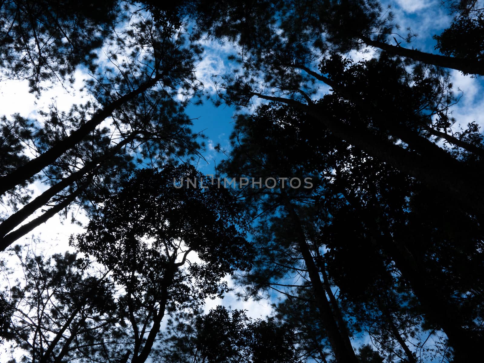 Bottom view of tall pine trees in forest on blue sky background. by TEERASAK