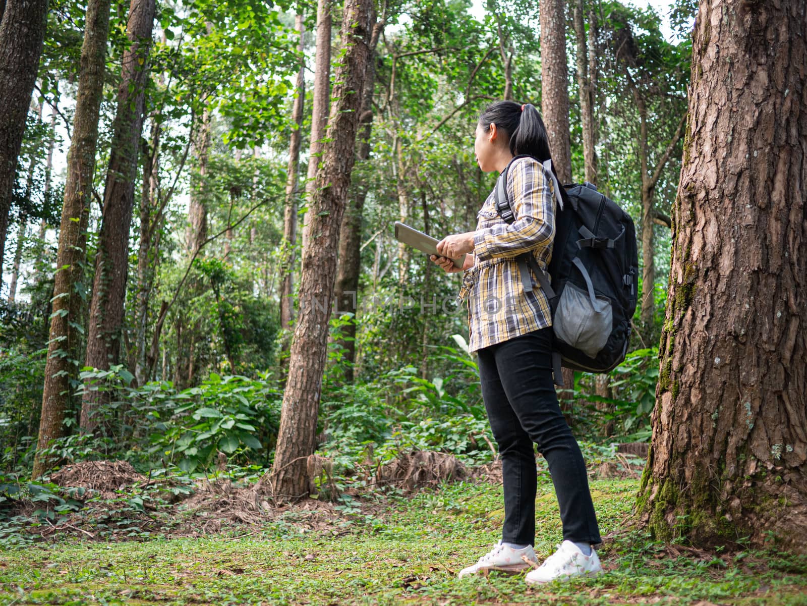 Young woman traveler searches GPS coordinates on tablet in forest on summer vacations day. Lifestyle hiking concept. by TEERASAK