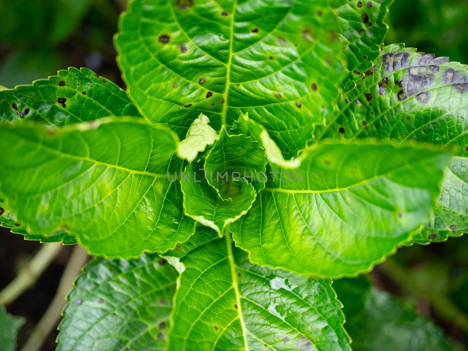 Fresh green leaves of hydrangea in the garden on summer day. by TEERASAK