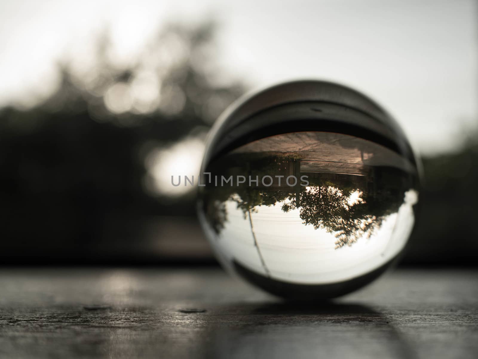 Crystal glass ball sphere revealing the inner tree with environment on nature bokeh background. Black and white style tone.
