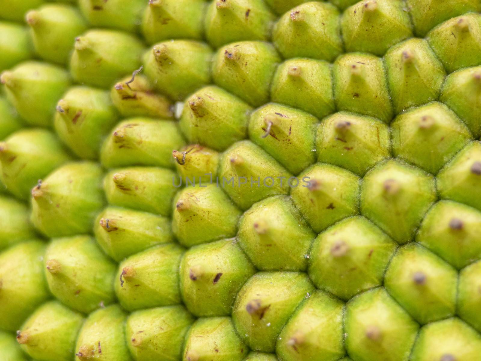 Close up of The jackfruit peel texture, Rough Green surface of tropical fruit with small eye-shaped button that is all around.