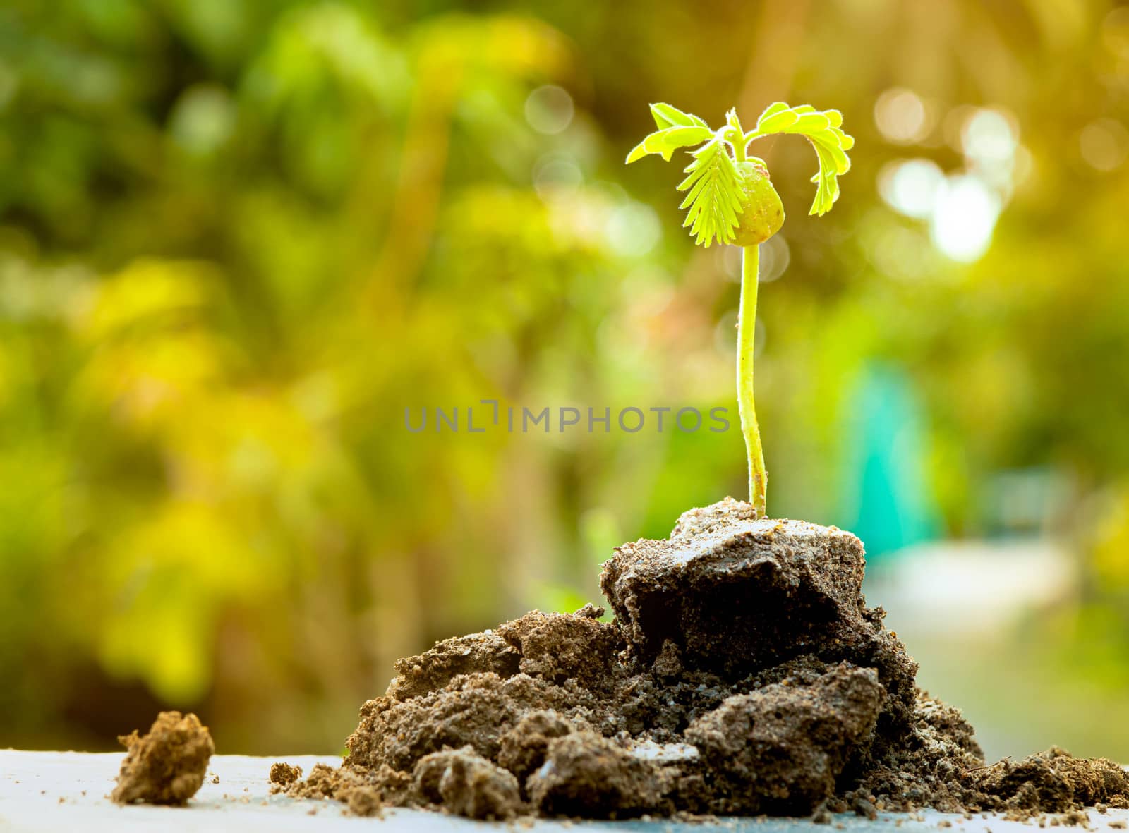 The seedling are growing from the rich soil with sun shining and green nature bokeh background. Green world and earth day concept. by TEERASAK
