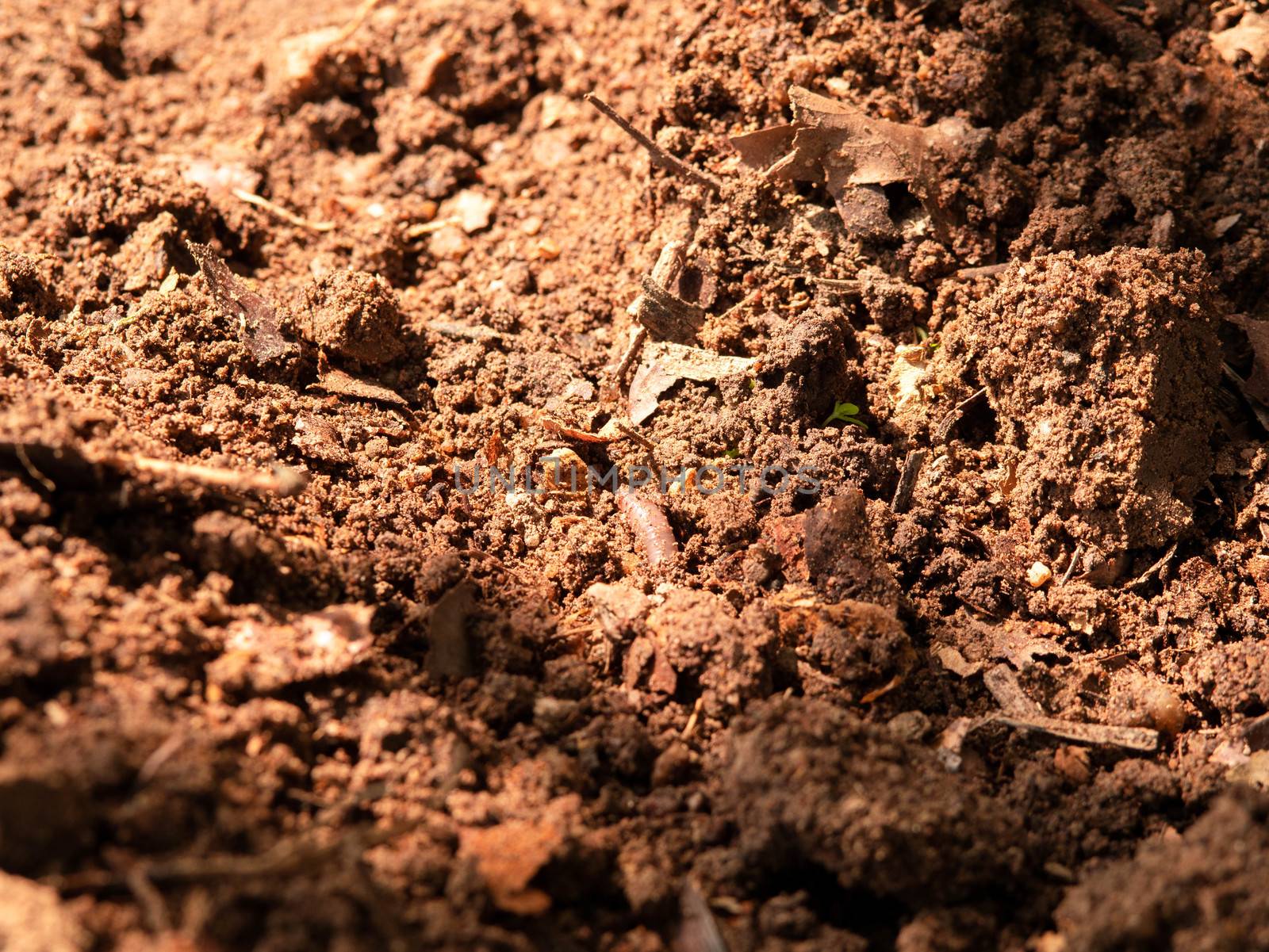 Earthworm in the soil of garden. by TEERASAK