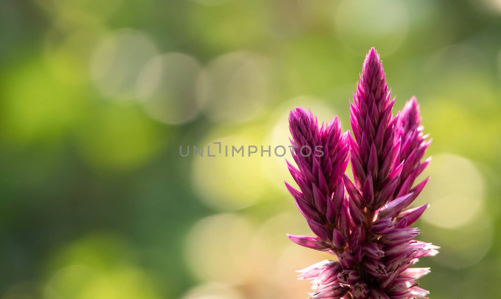 A beautiful purple cockscomb flower (celosia argentea) or Chinese Wool flower, herbaceous plant growing outdoor in the sun on nature blurred background. by TEERASAK