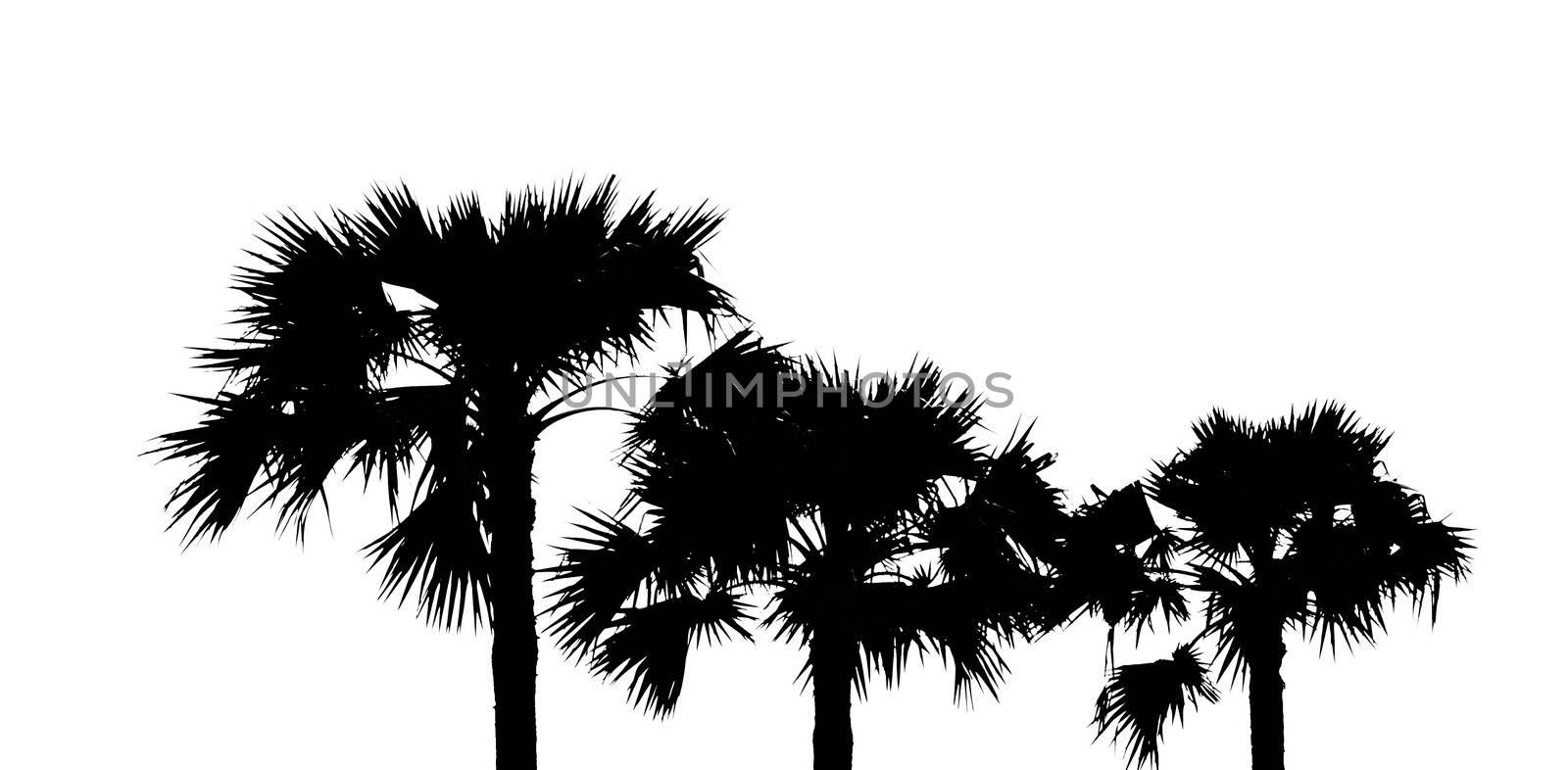 Top view of asian Palmyra palm trees or Sugar palm with leaves on white background. White and black tone.