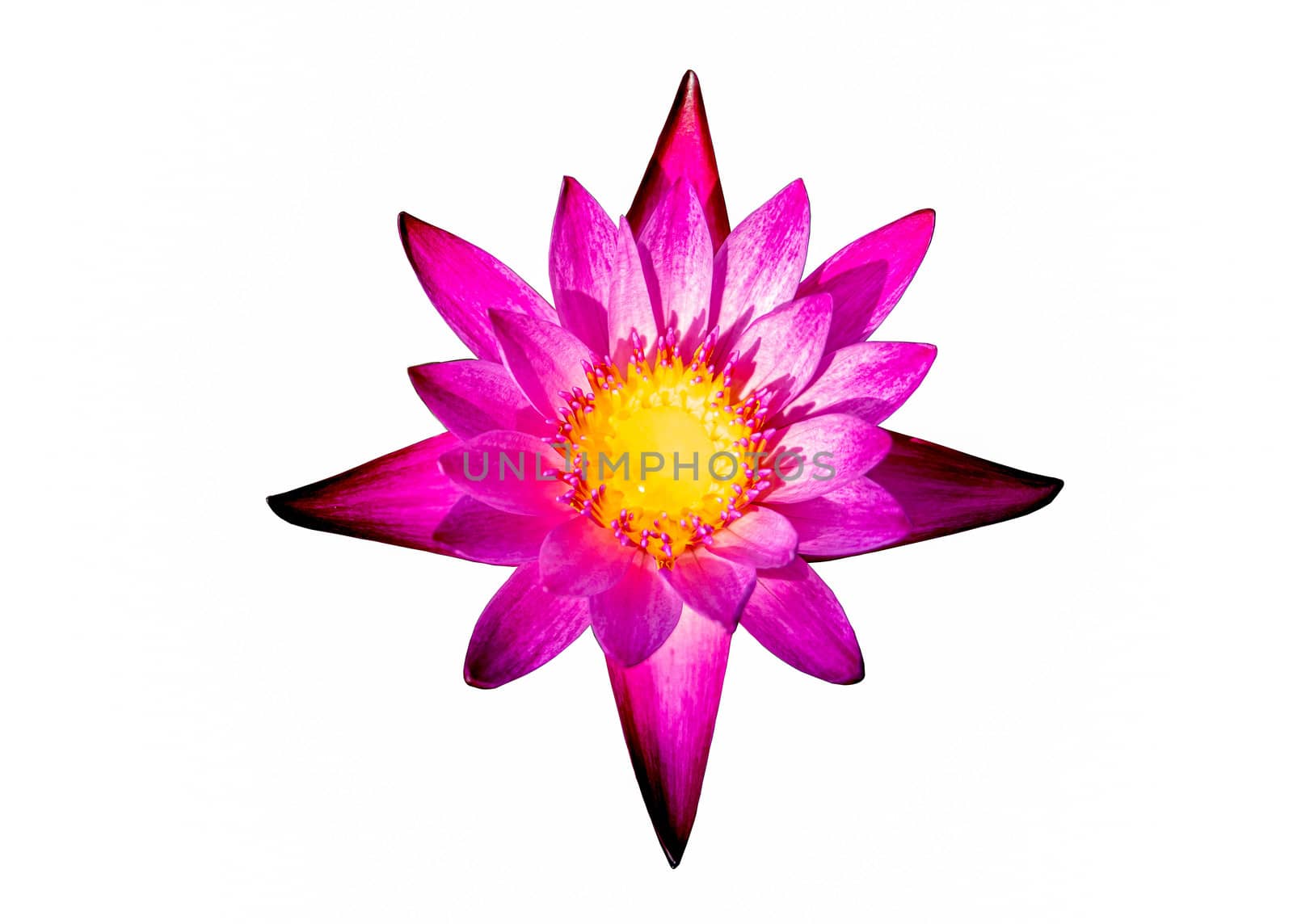 Beautiful pink lotus flower with yellow pollen, isolated on white background.