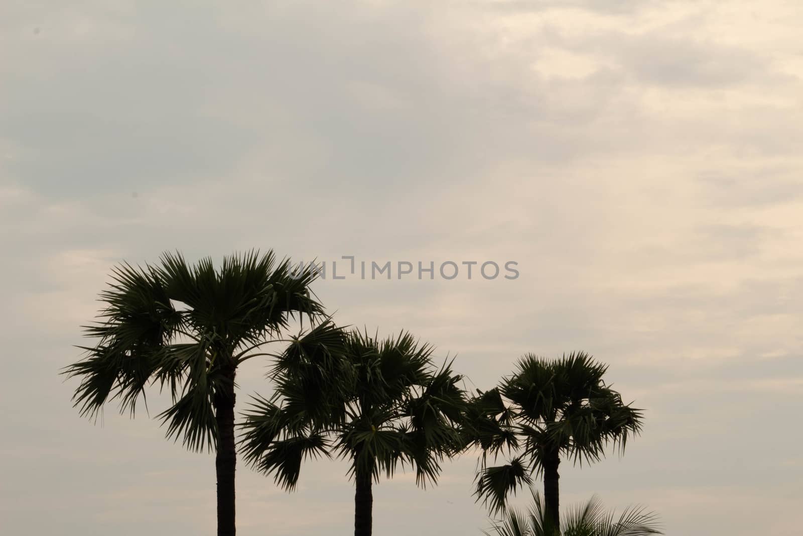 Top view of asian Palmyra palm trees or Sugar palm with leaves on sunset sky background. by TEERASAK