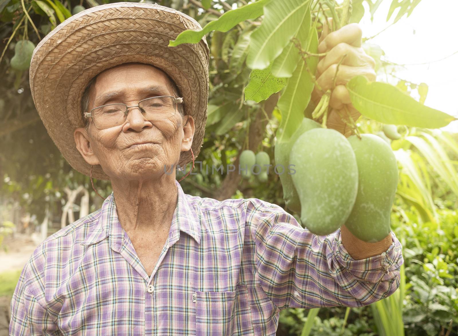 Asian senior gardeners wearing a hat and glasses holding green m by TEERASAK