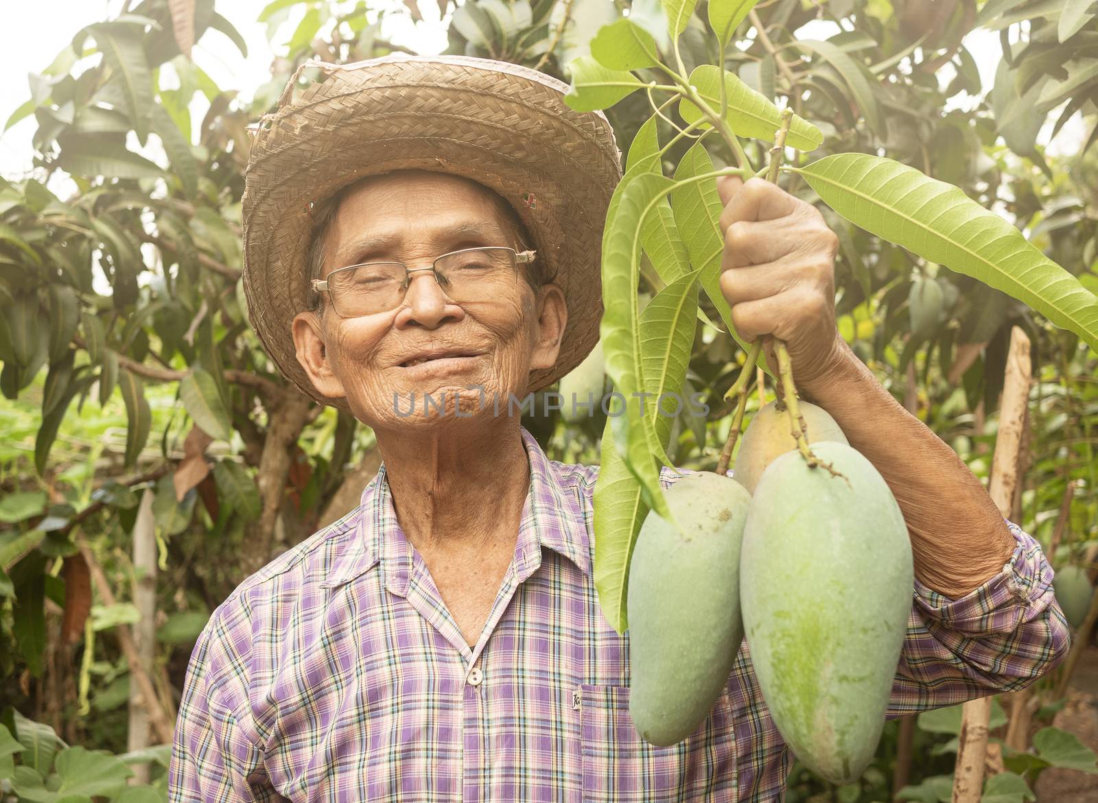 Asian senior gardeners wearing a hat and glasses holding green mangoes, stand in the garden with proud of the agricultural products. Concept of organic farming. by TEERASAK