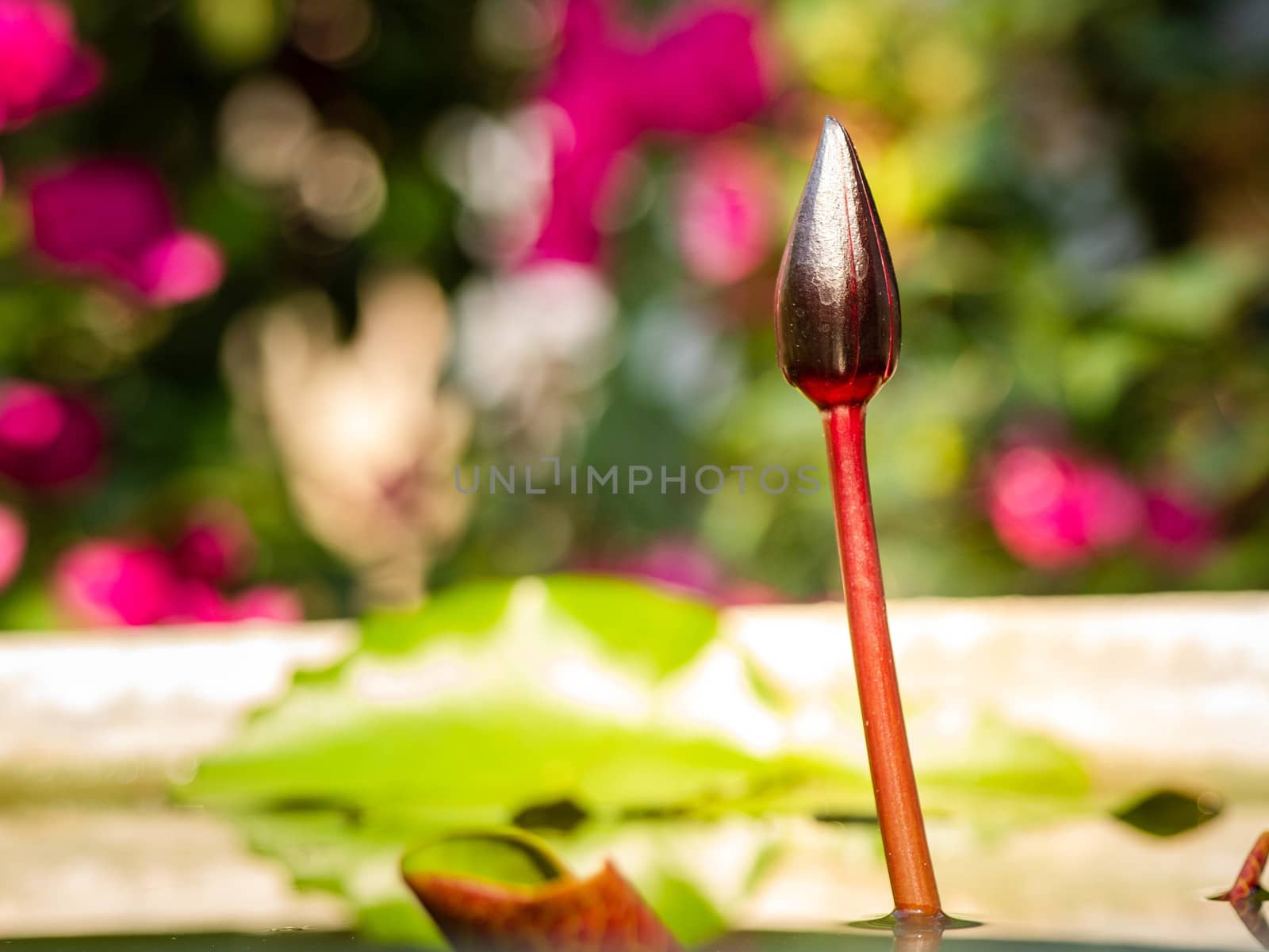 Lotus bud in the pond in the backyard on nature blurred backgrouLotus bud in the pond in the backyard on nature blurred background. by TEERASAK