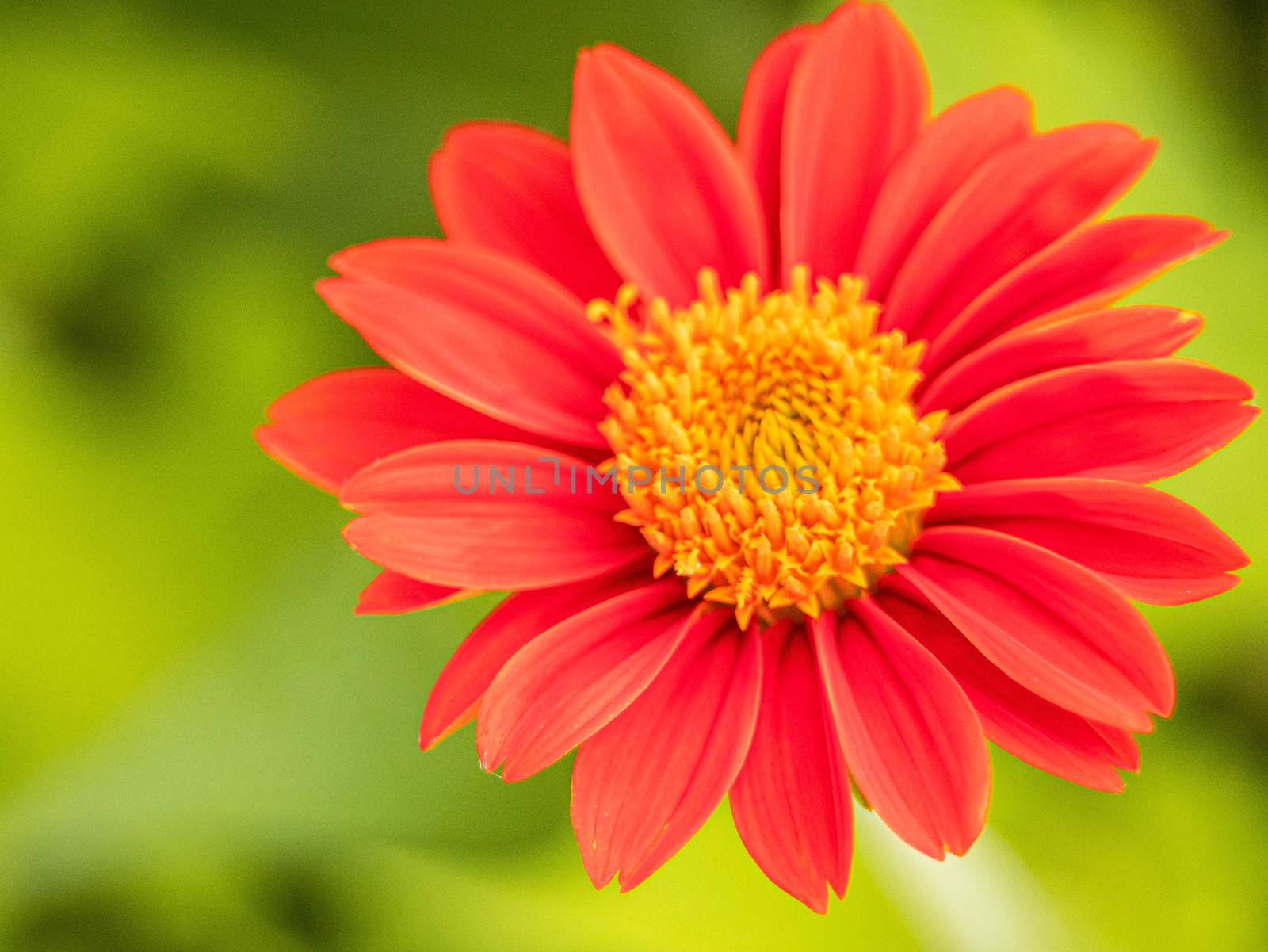 Red Mexican sunflower (Tithonia rotundifolia) is a species of flowering plant in the Asteraceae family on nature blurred background. by TEERASAK
