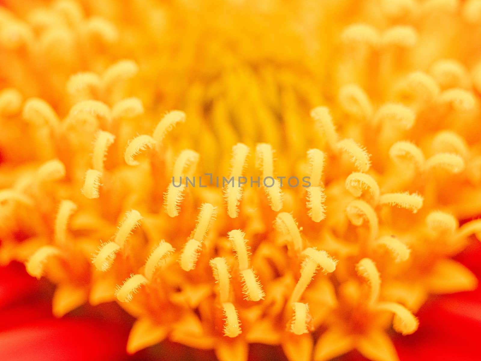 Close up view pollen of red Mexican sunflower (Tithonia rotundifolia). by TEERASAK