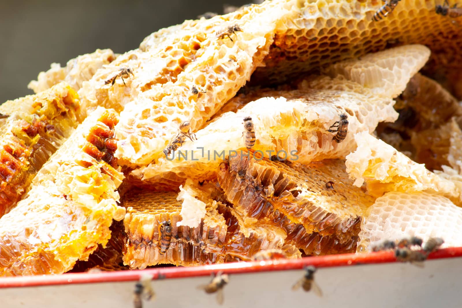 Honeycomb full of organic honey being collected in tray and prepare for pumping honey into the bottle. by TEERASAK