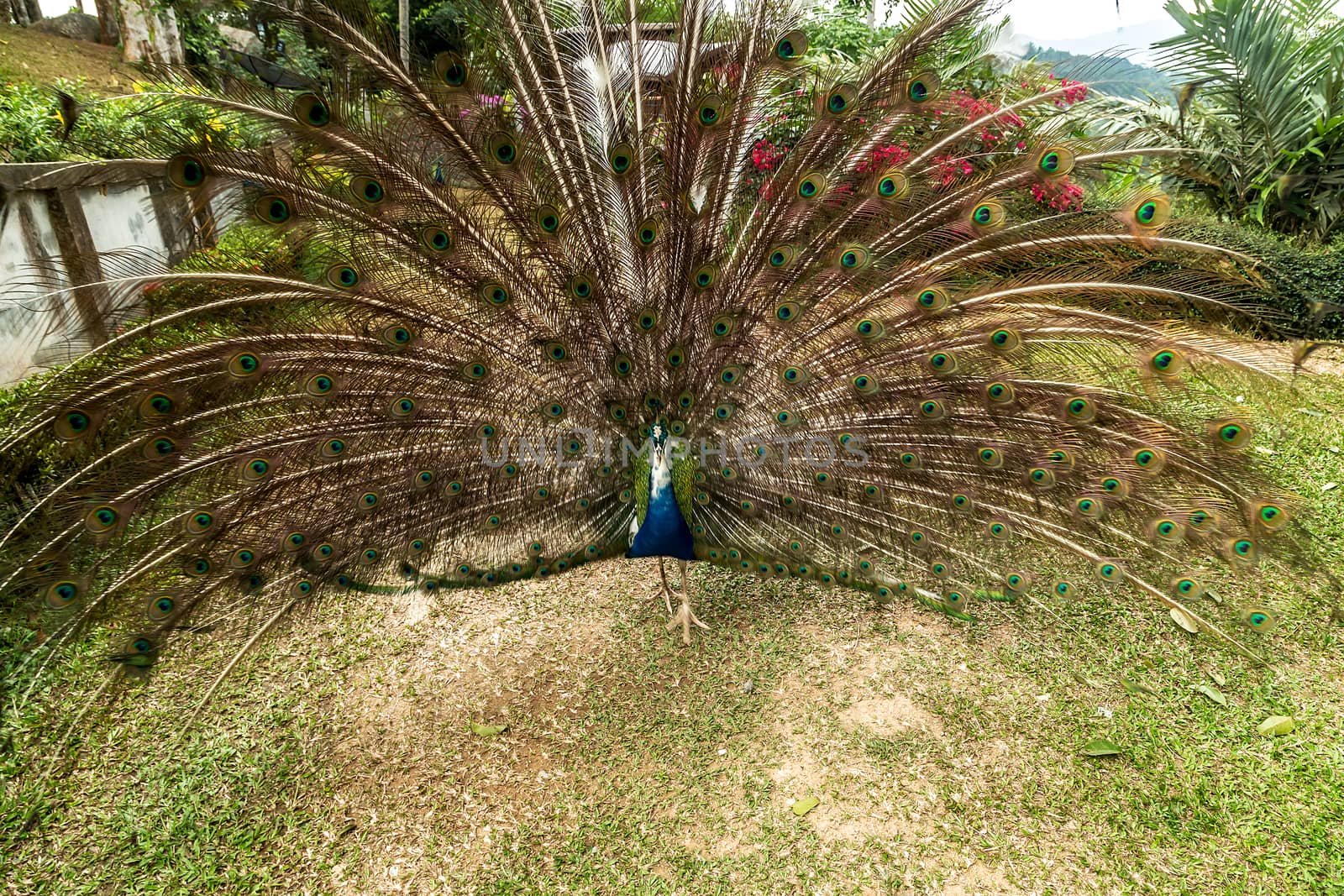 Peacock Fanned Out Feathers by Vladyslav