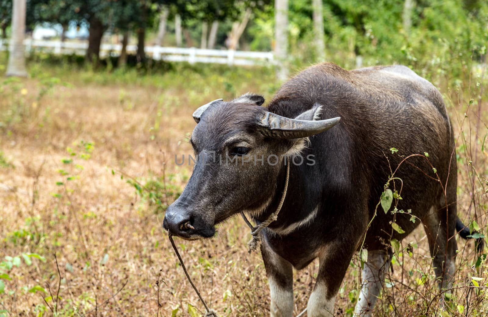 Asia water buffalo cattle farm or Carabao in Thailand forest by Vladyslav
