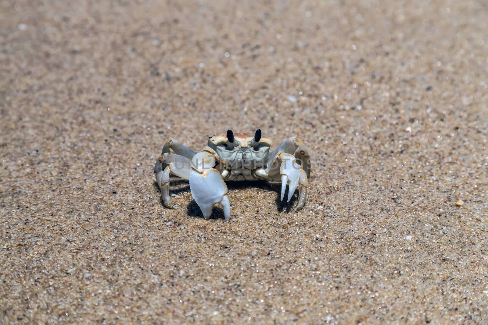 Crab sand beach close up by Vladyslav