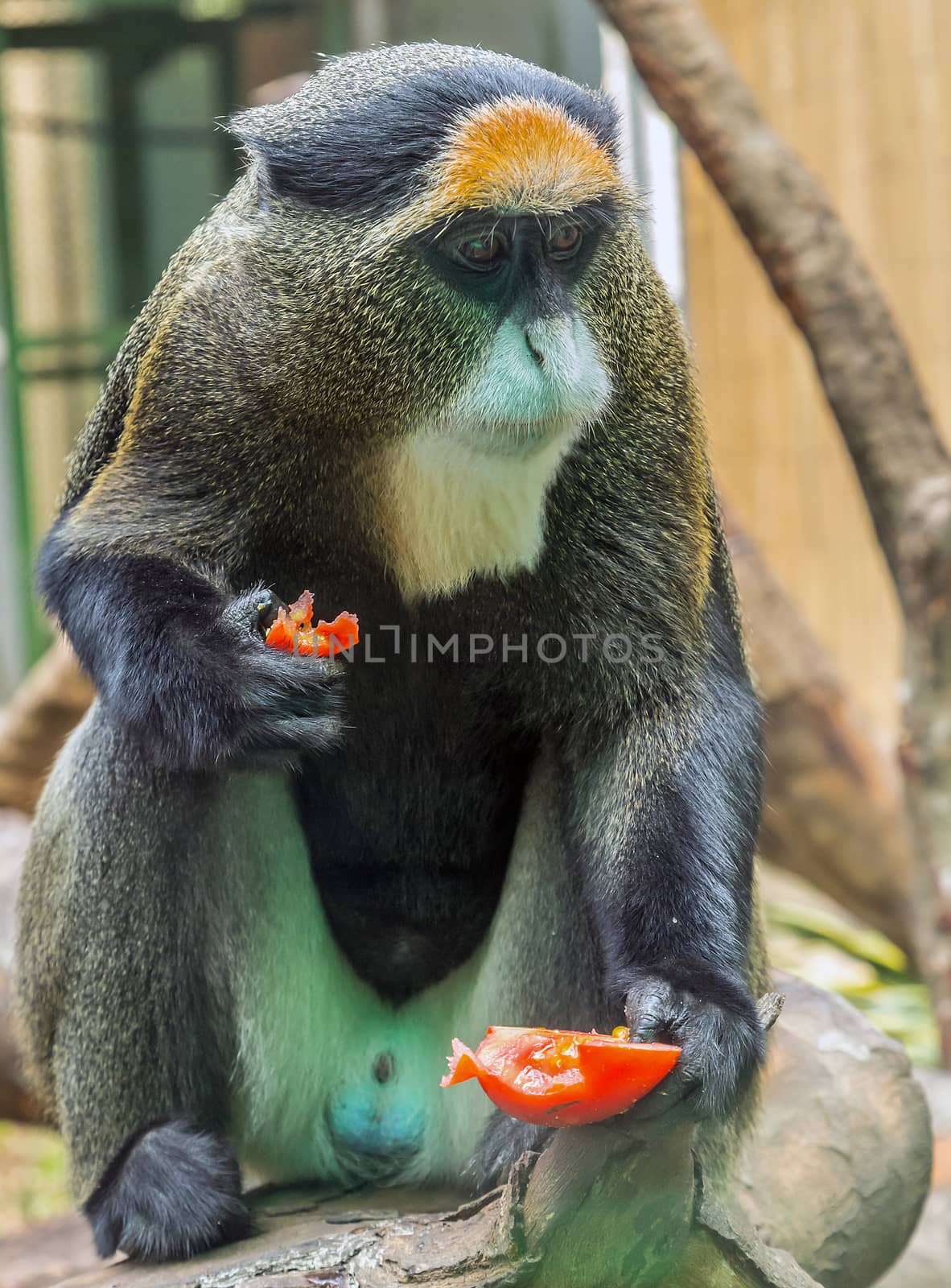 De Brazza's Monkey primates Adult single male by Vladyslav