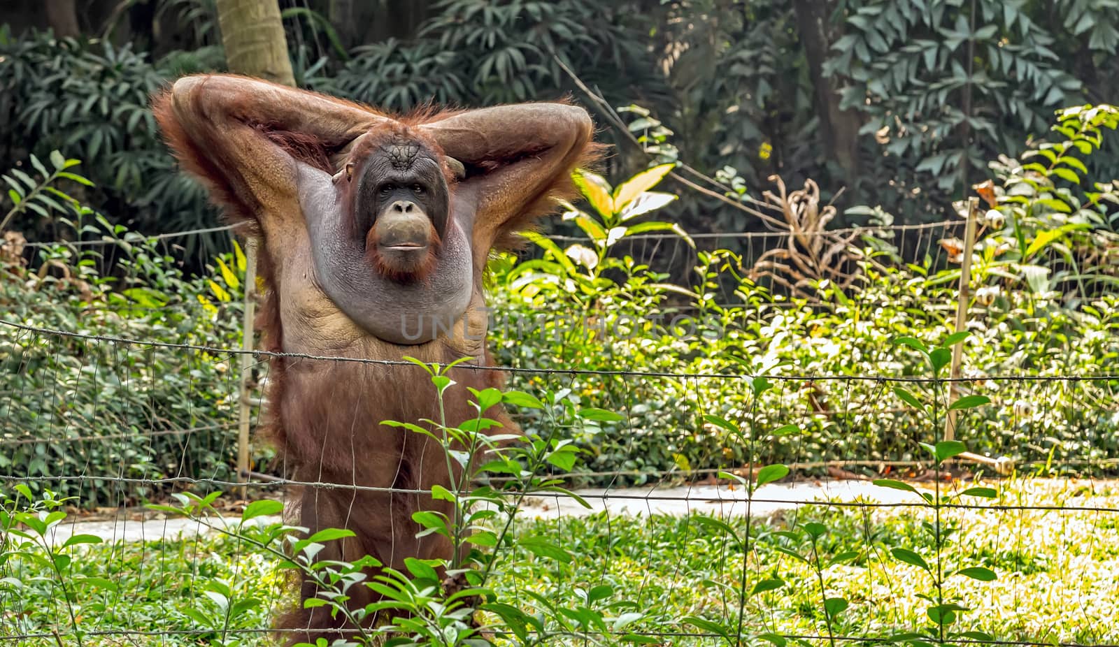 Orangutan Portrait. by Vladyslav