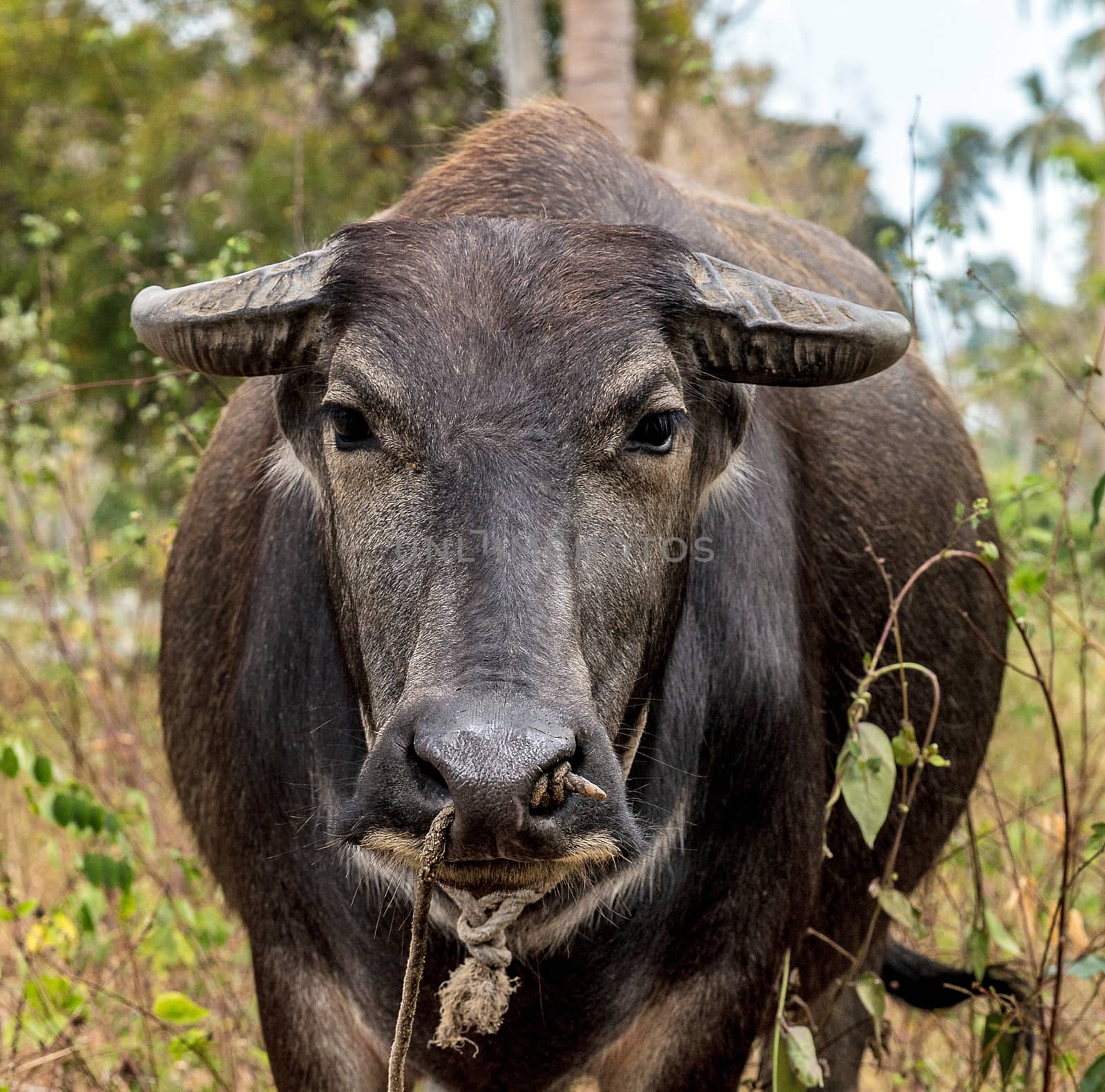 water buffalo or carabao (Bubalus bubalis, Bubalus arnee)