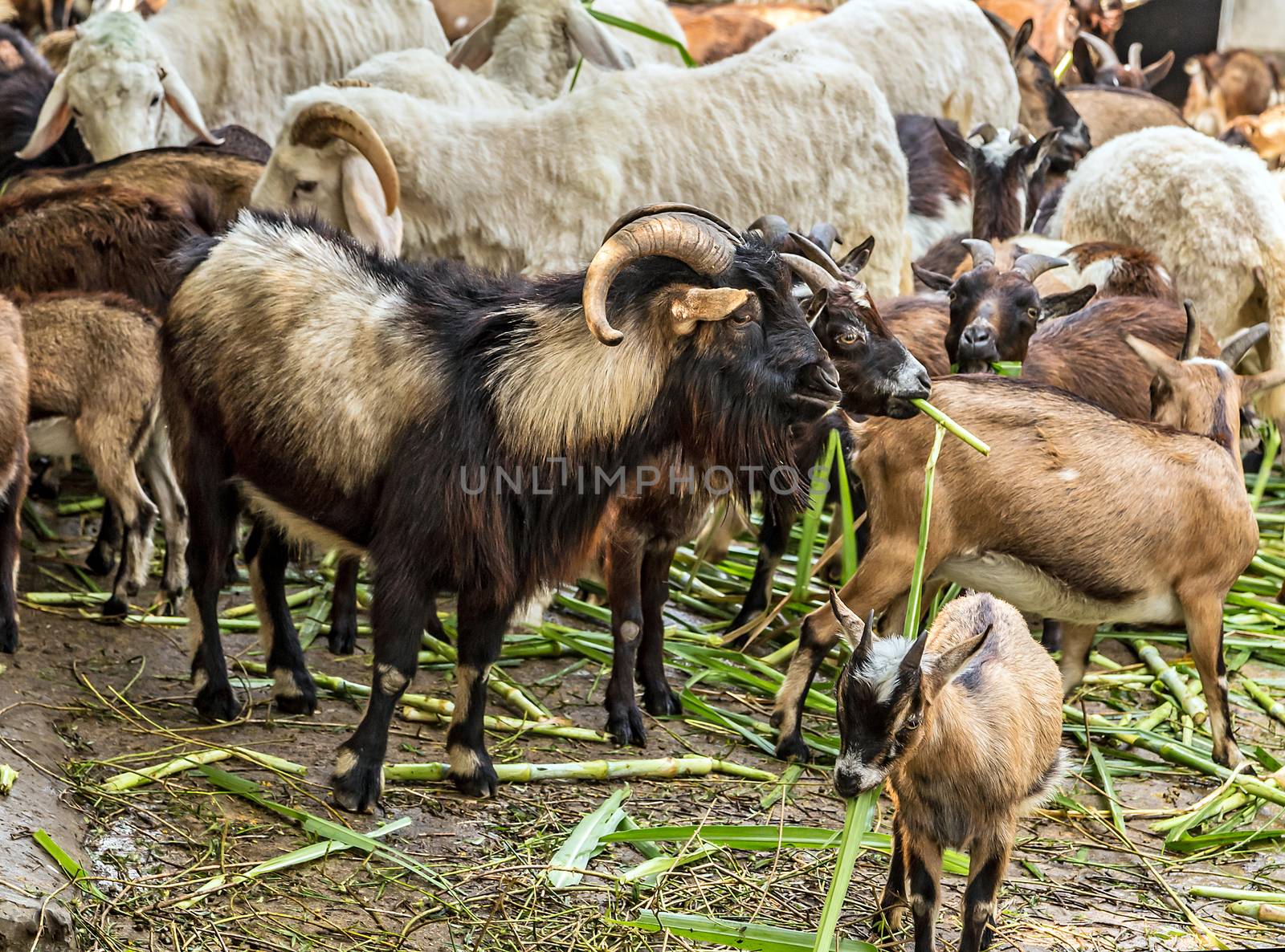 Goats portrait domestic on a farm in the village livestock