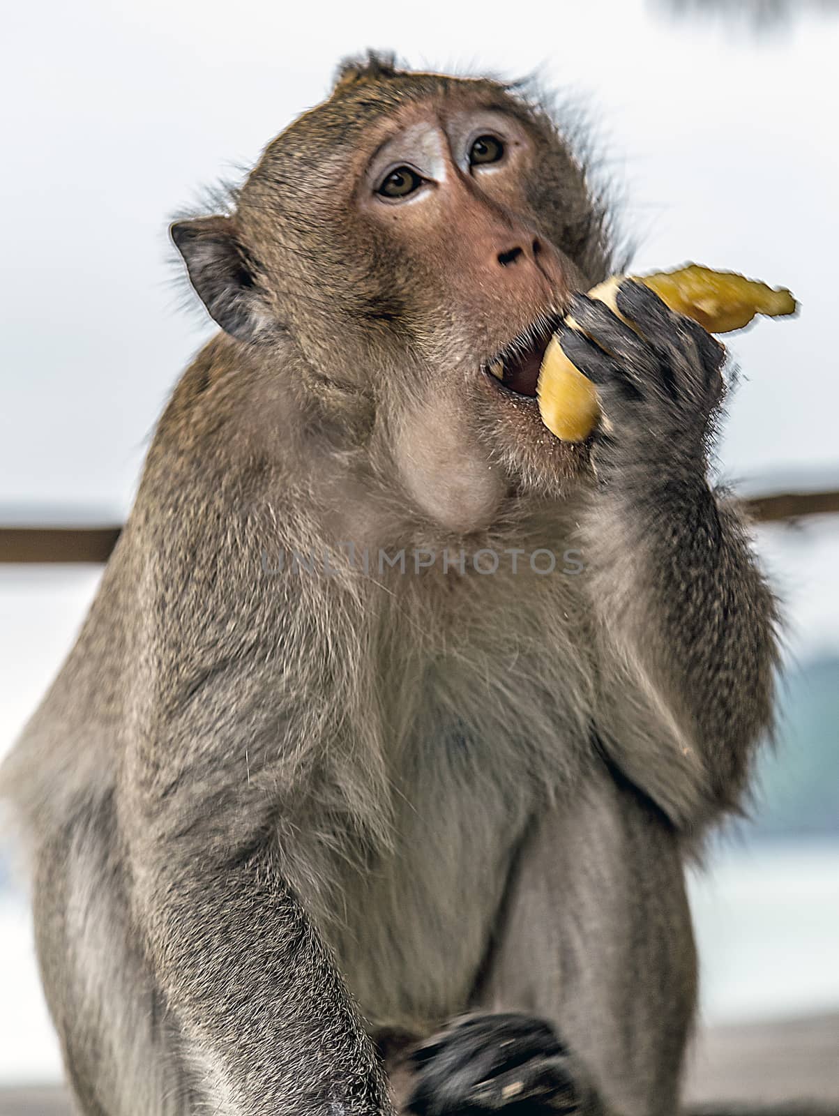 Rhesusaffe Macaca mulatta monkeys sits and eating banana in Asia