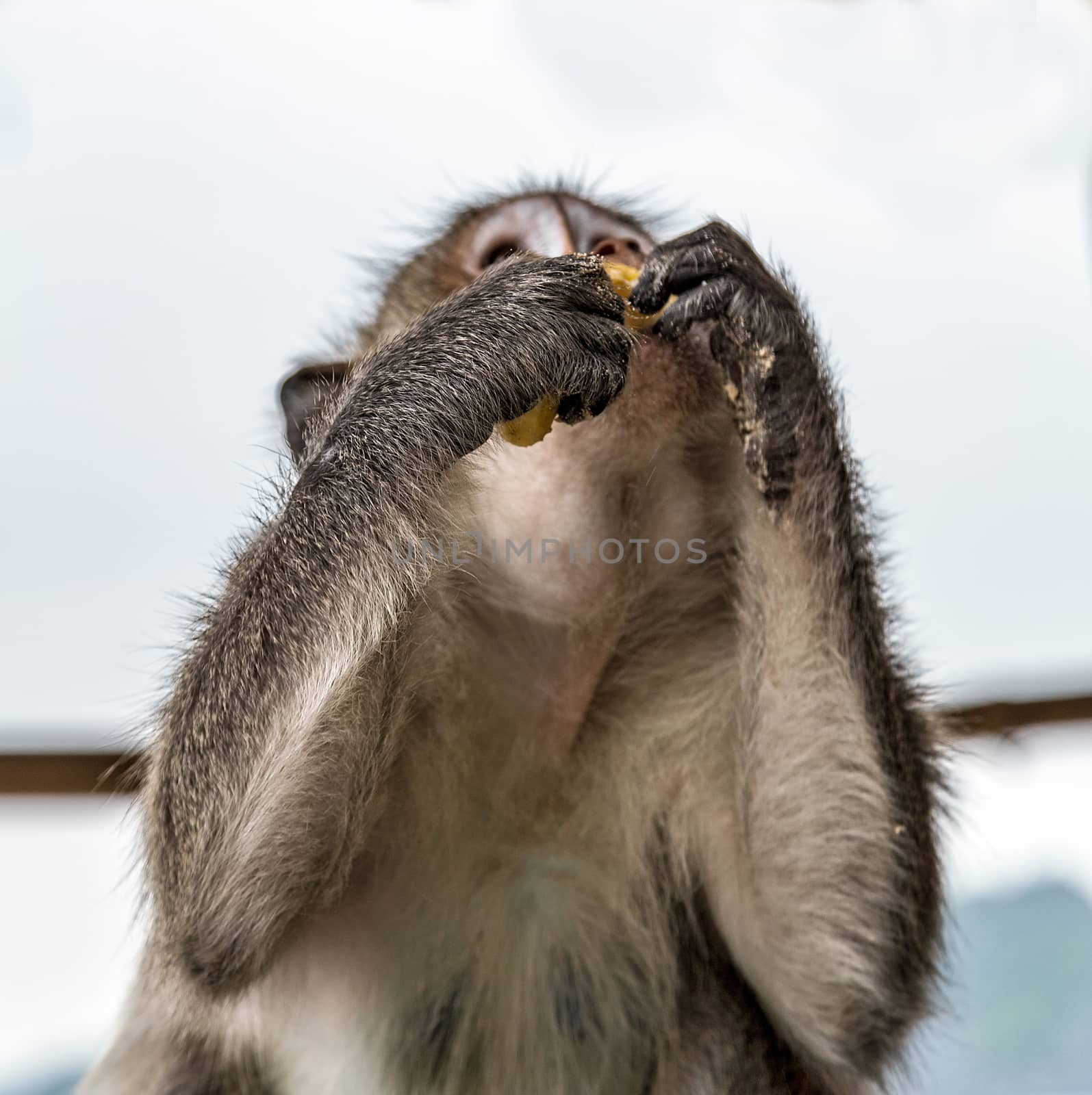 Rhesus Macaque Macaca mulatta monkey eats banana in Asia