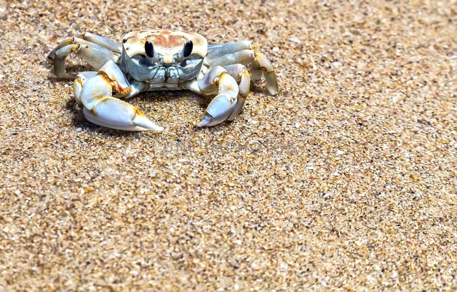 Creeping crab, krab on the tropical beach by Vladyslav
