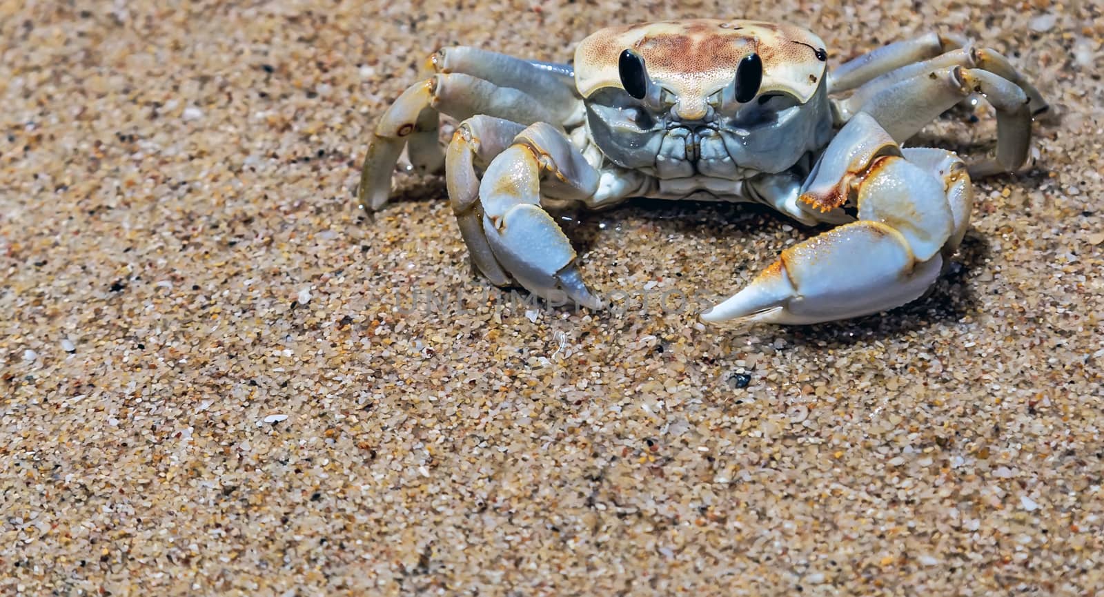 Crab Marine Sand background Summer time. Sand texture. Sandy beach for background. Top view