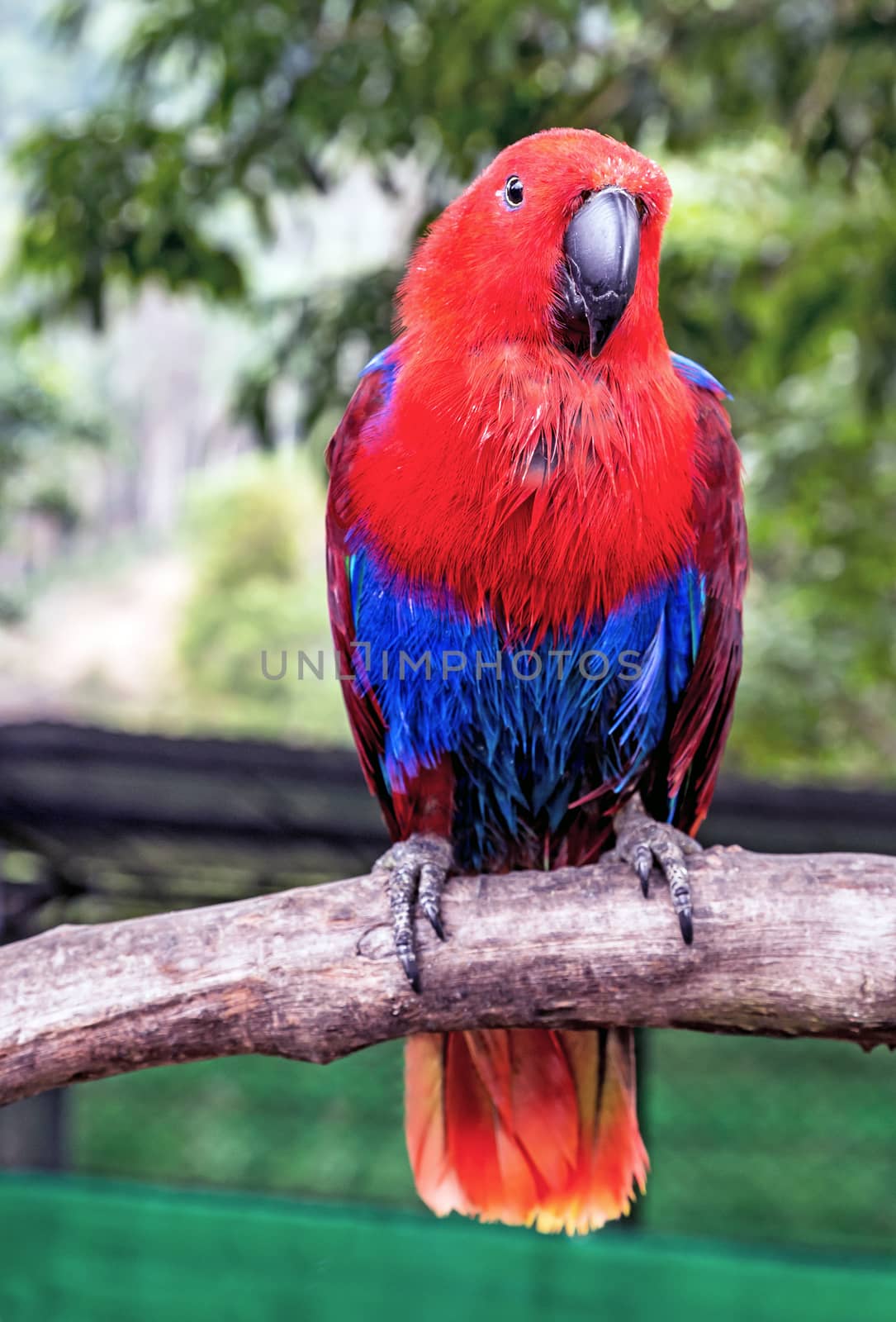 Eclectus Parrot (Eclectus roratus) female red blue on Tree Branch