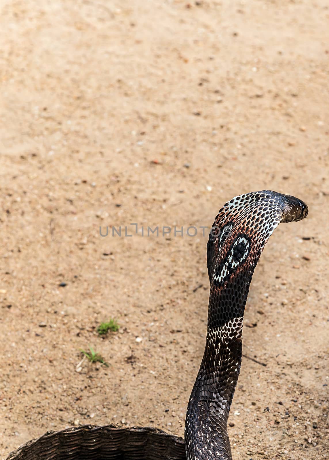 cobra snake by Vladyslav