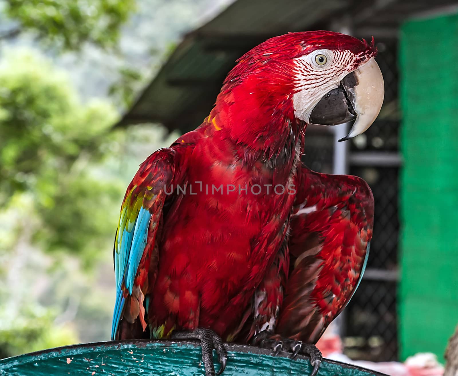 Amazon Jungle Parrot Colorful macaw parrots front view Colorful red tropical bird