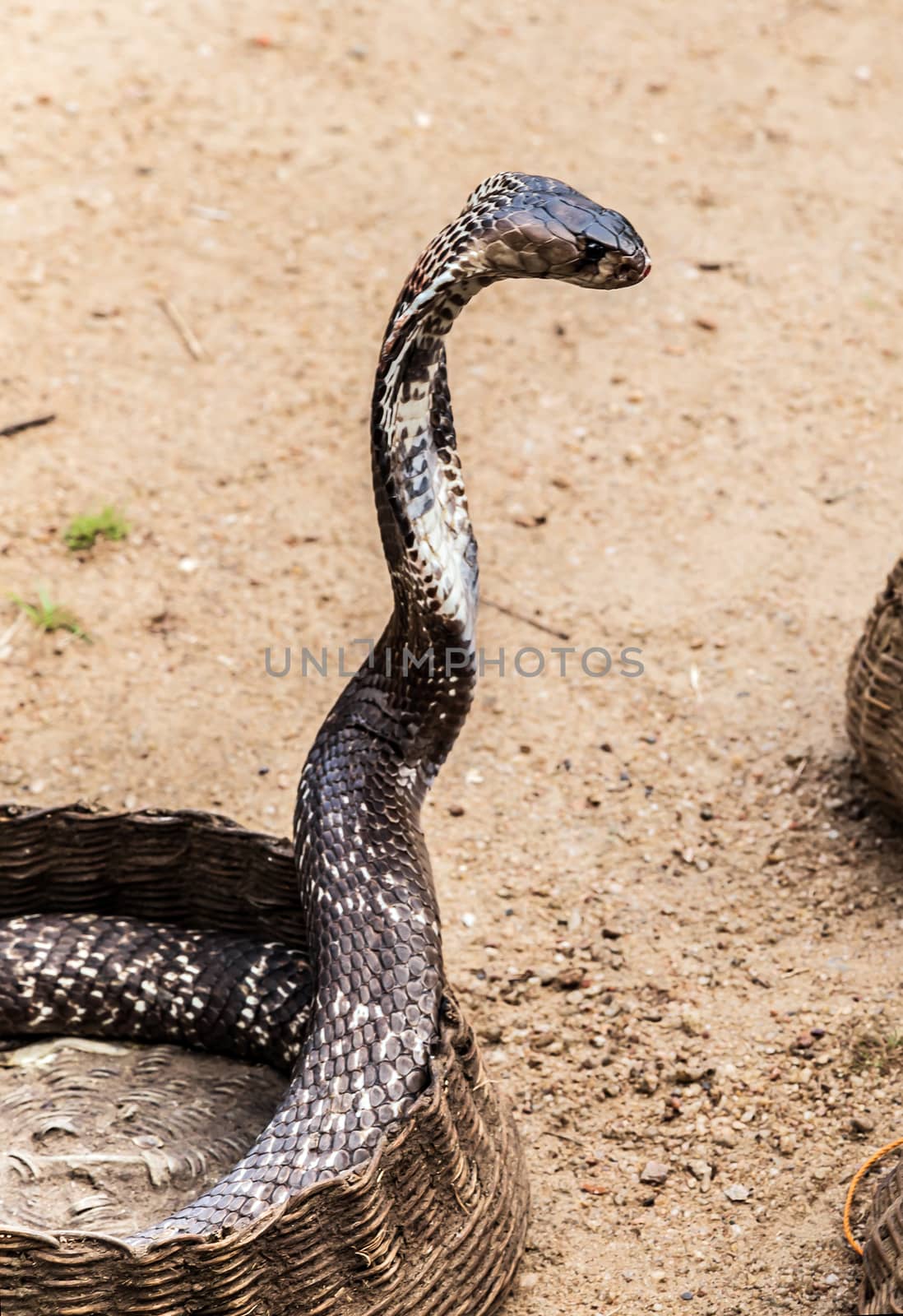 King Cobra Snake with their hoods extended, Viper snake, Ophiophagus hannah venomous snake.