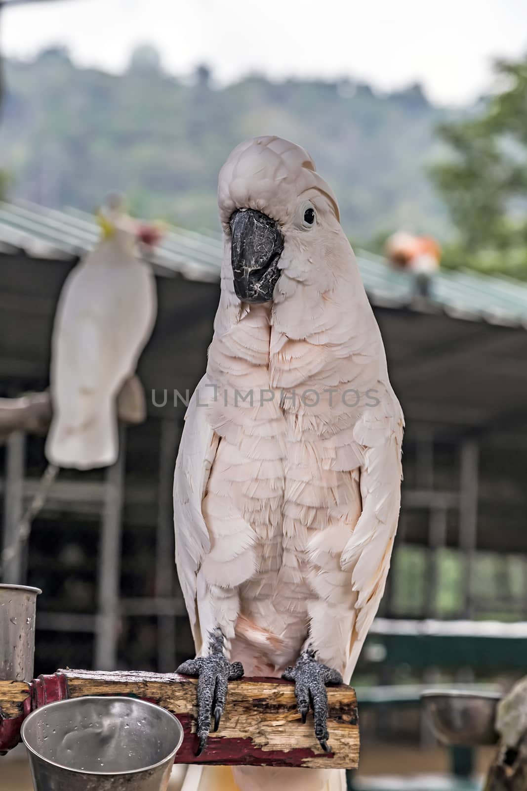 White Cockatooa alba parrot close up