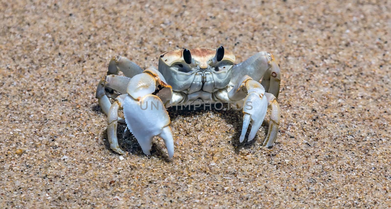 Crab, on the beach. Golden sand texture. by Vladyslav