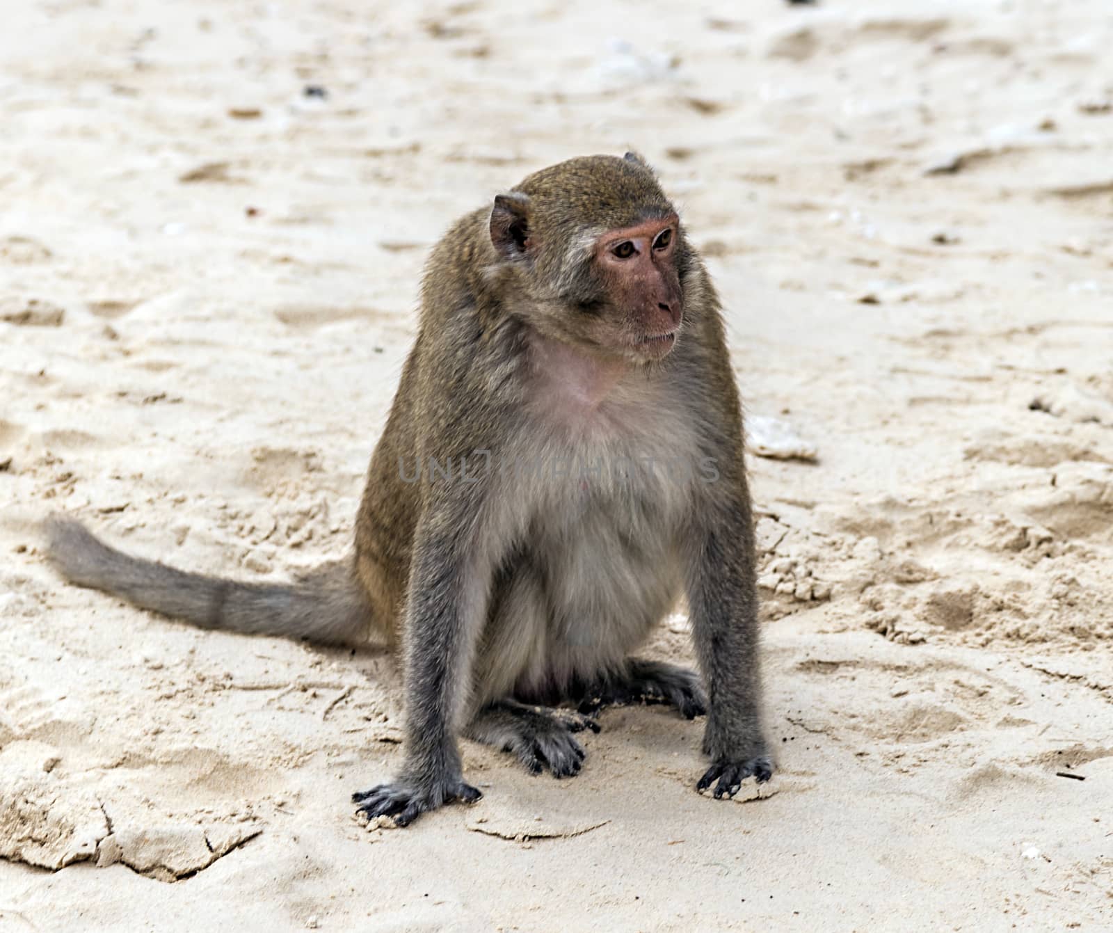Portrait Adult rhesus macaque Macaca mulatta sits. Footprints in the sand beach.