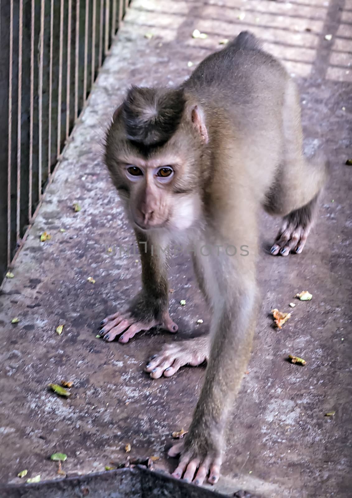 Portrait Macaques iron hutch from twig by Vladyslav