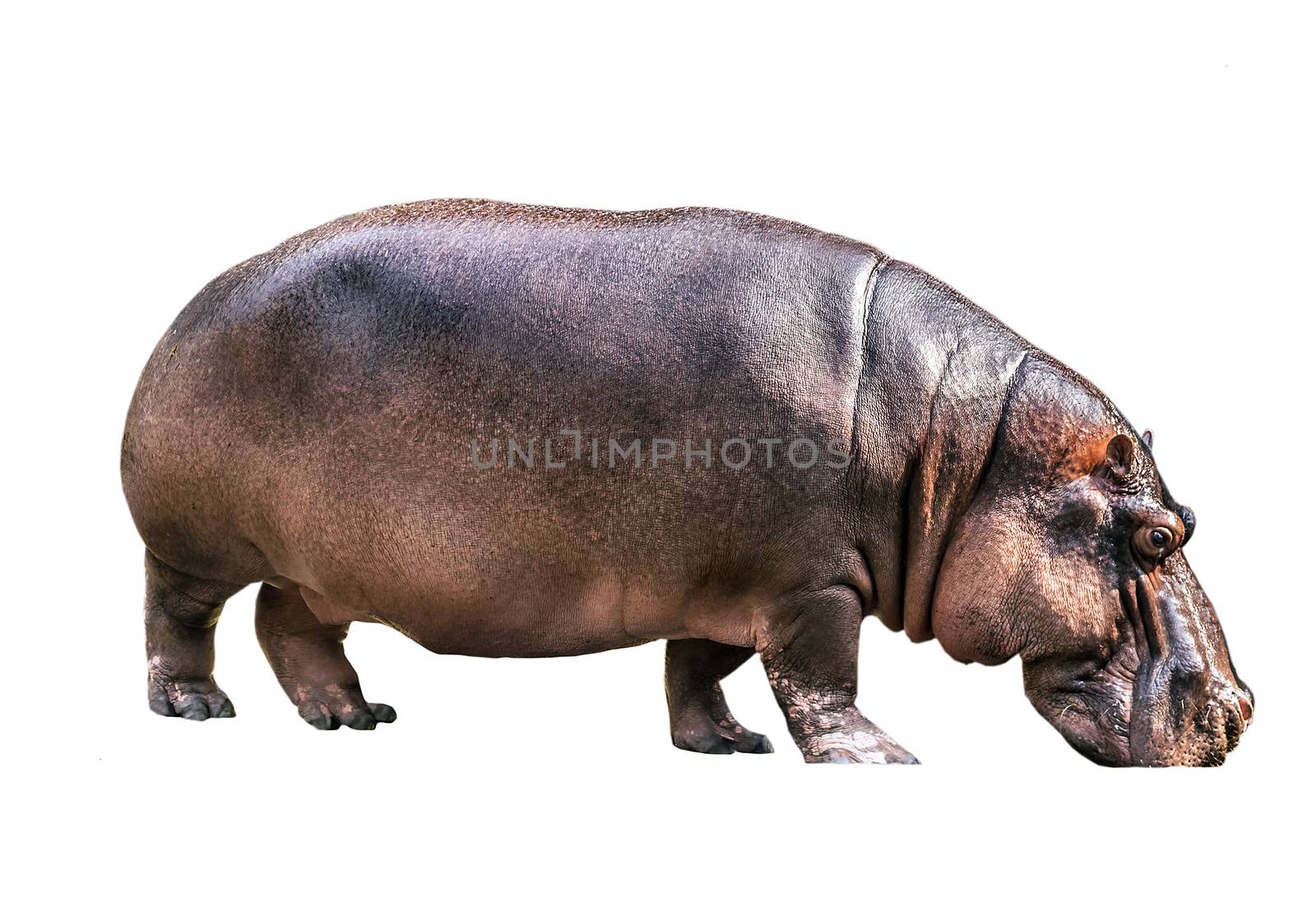 Hippopotamus hippos isolated on white background