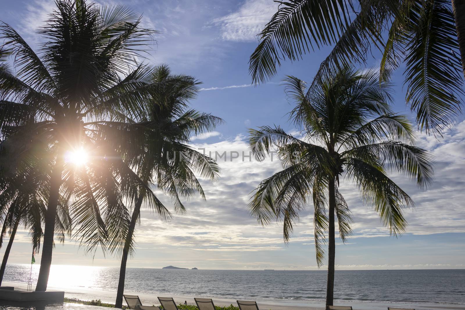 Coconut tree on beach by Gobba17
